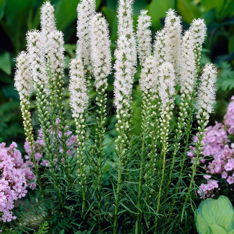 Rosenstav-Liatris Spicata Alba 10-pakning